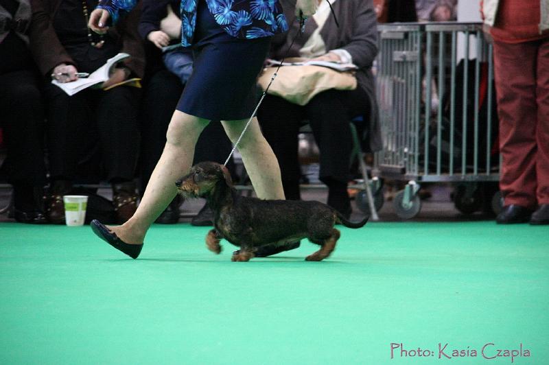 Crufts2011_2 857.jpg